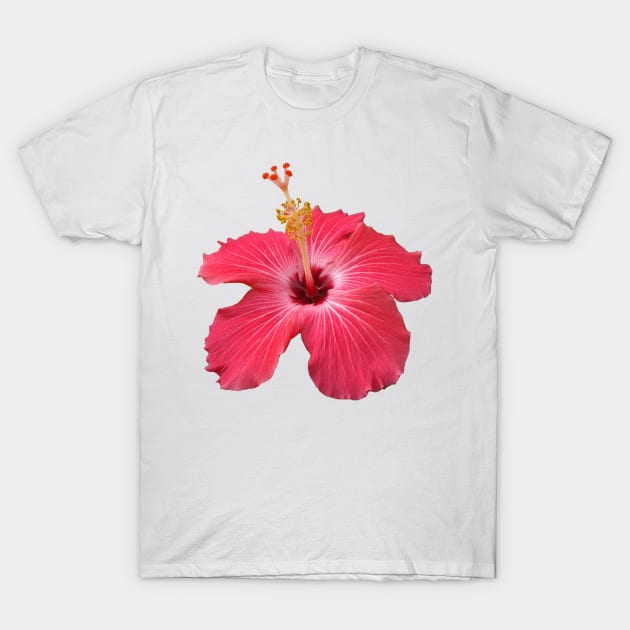 Red Hibiscus  flower T-Shirt by wagnerps